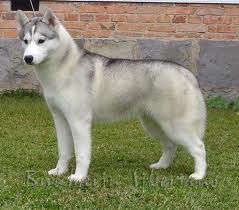 Husky Siberiano